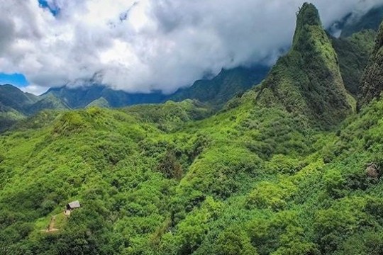 a close up of a lush green hillside